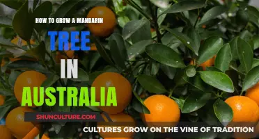 Grow Your Own Mandarin Tree in Australia