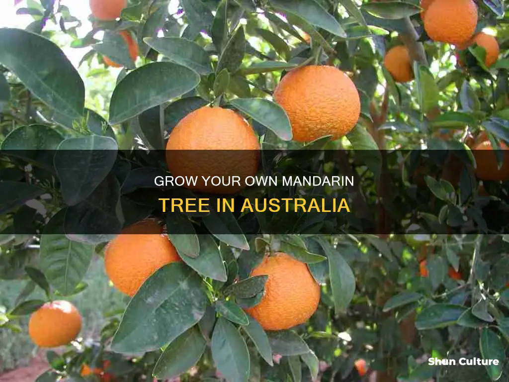 how to grow a mandarin tree in australia