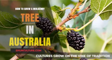 Growing Mulberry Trees: An Australian Guide