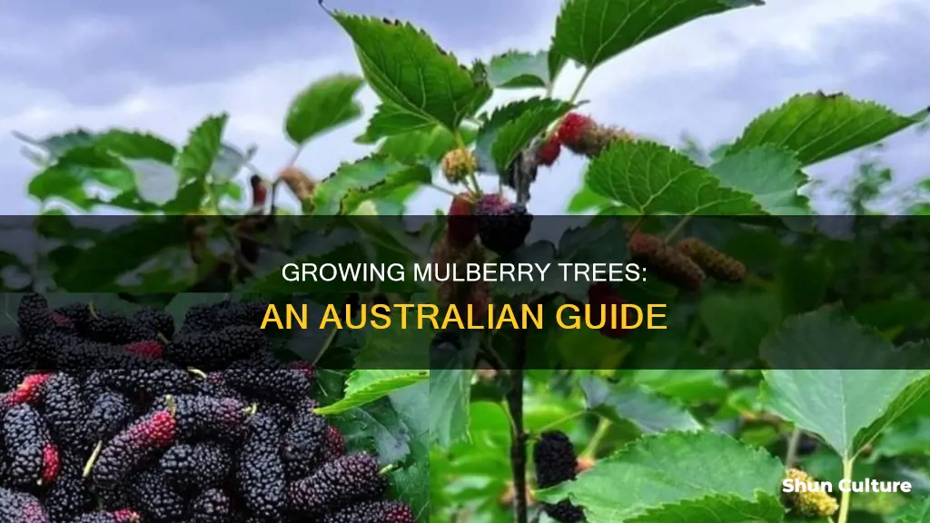 how to grow a mulberry tree in australia