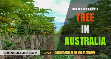 Grow Papaya Trees in Australia: Tips and Tricks
