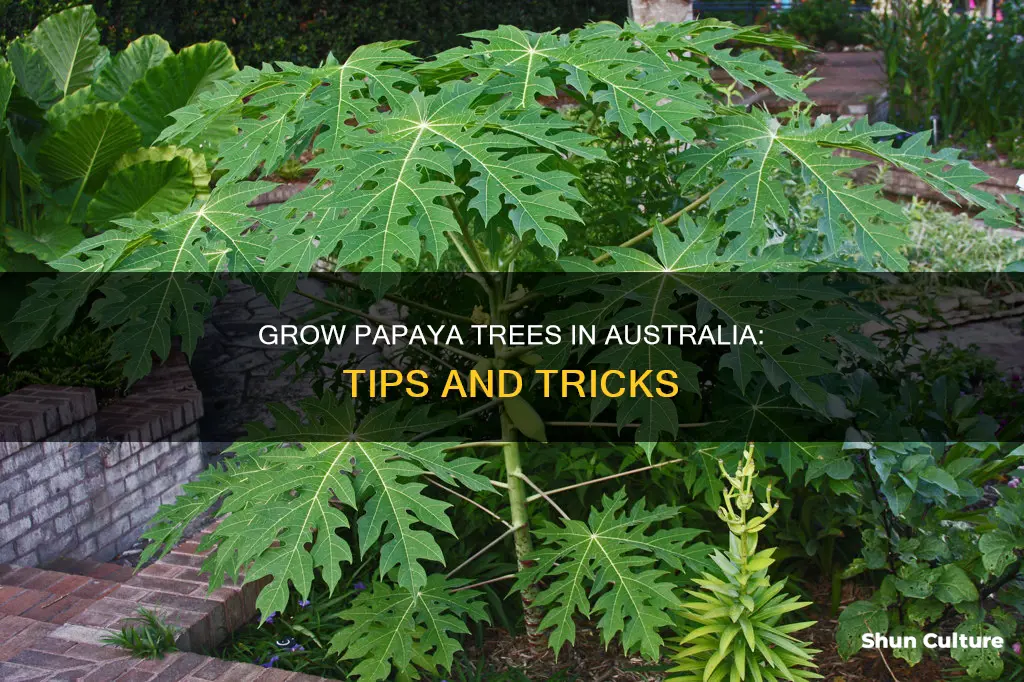 how to grow a papaya tree in australia