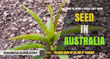 Growing Peach Trees from Seeds in Australia