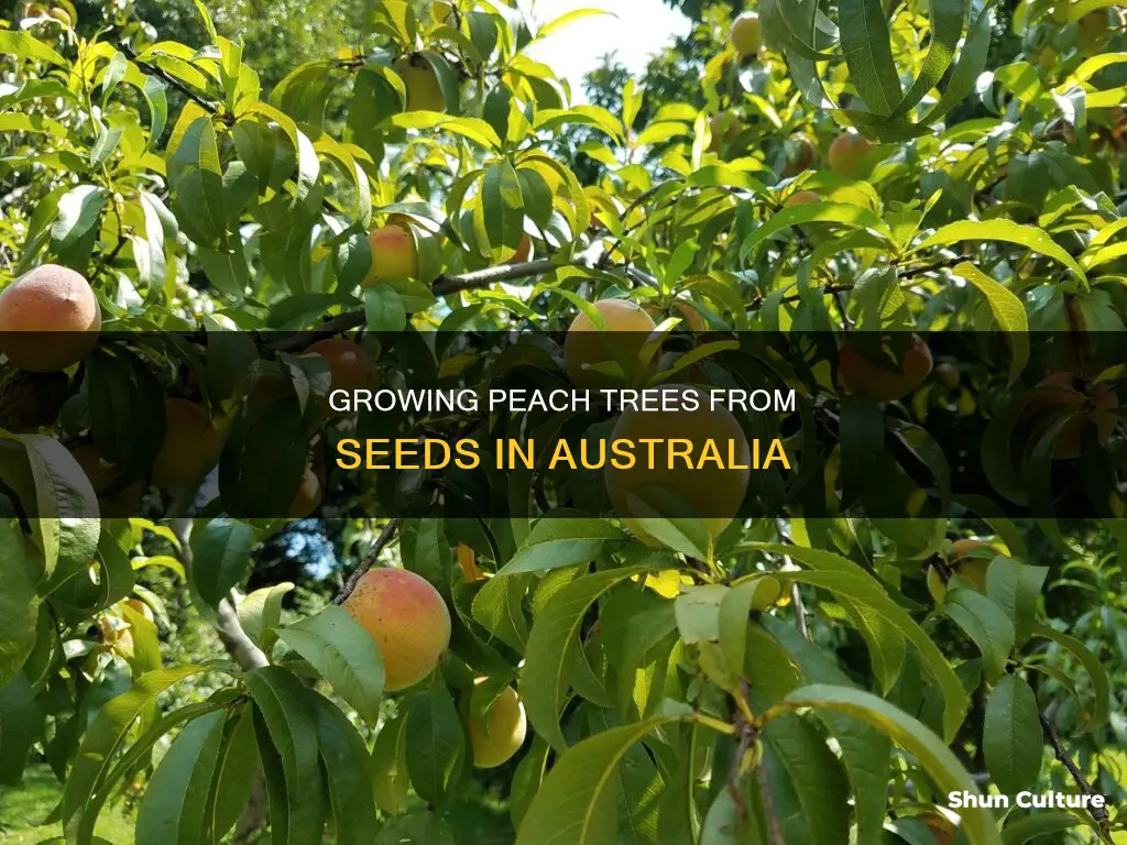 how to grow a peach tree from seed in australia