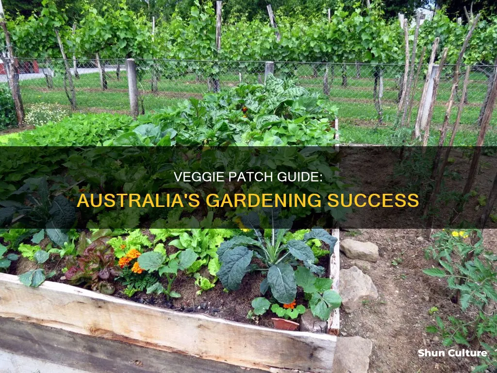 how to grow a vegetable patch in australia
