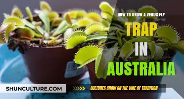 Grow Venus Flytraps in Australia: A Step-by-Step Guide