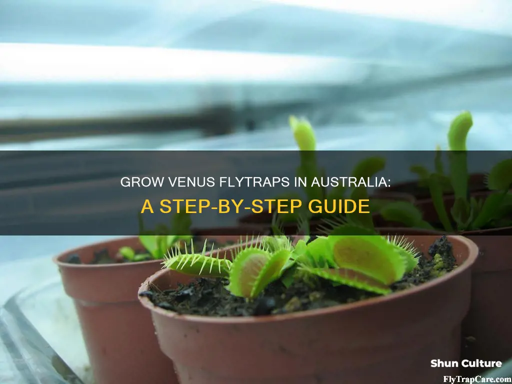 how to grow a venus fly trap in australia