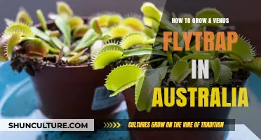 Grow Venus Flytraps in Australia: A Step-by-Step Guide