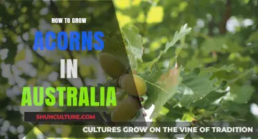 Growing Acorns in Australia: A Step-by-Step Guide