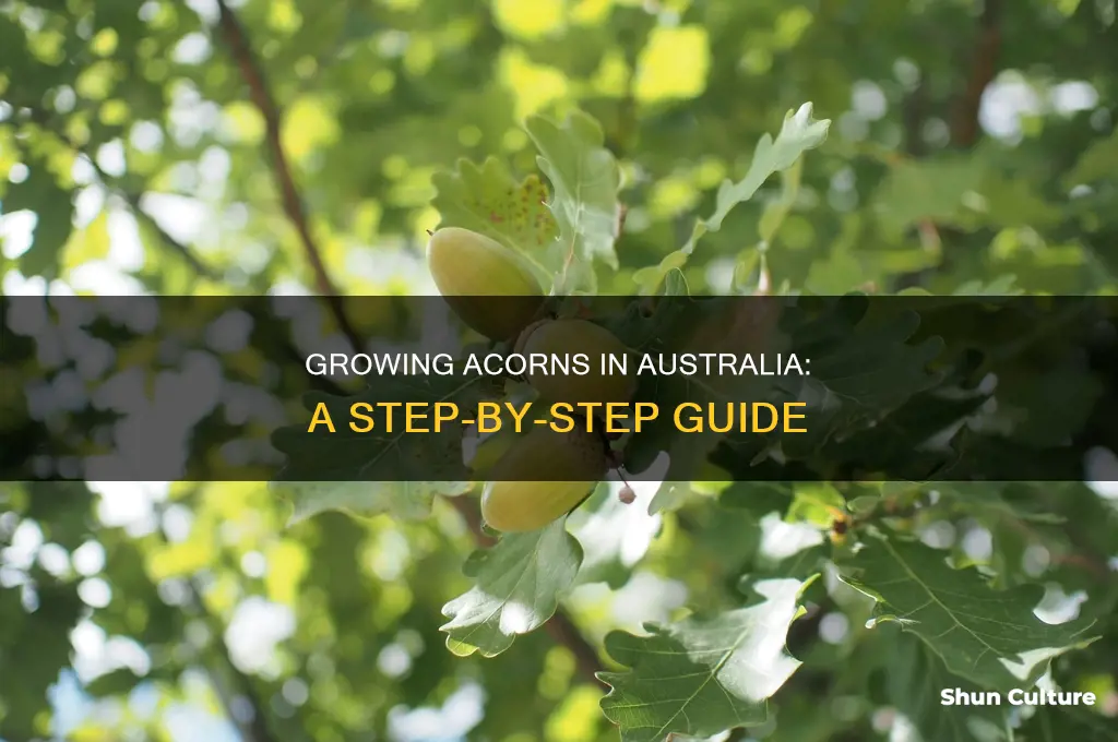 how to grow acorns in australia