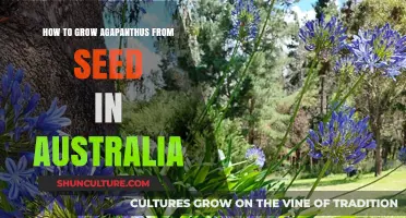 Growing Agapanthus from Seed: An Australian Guide