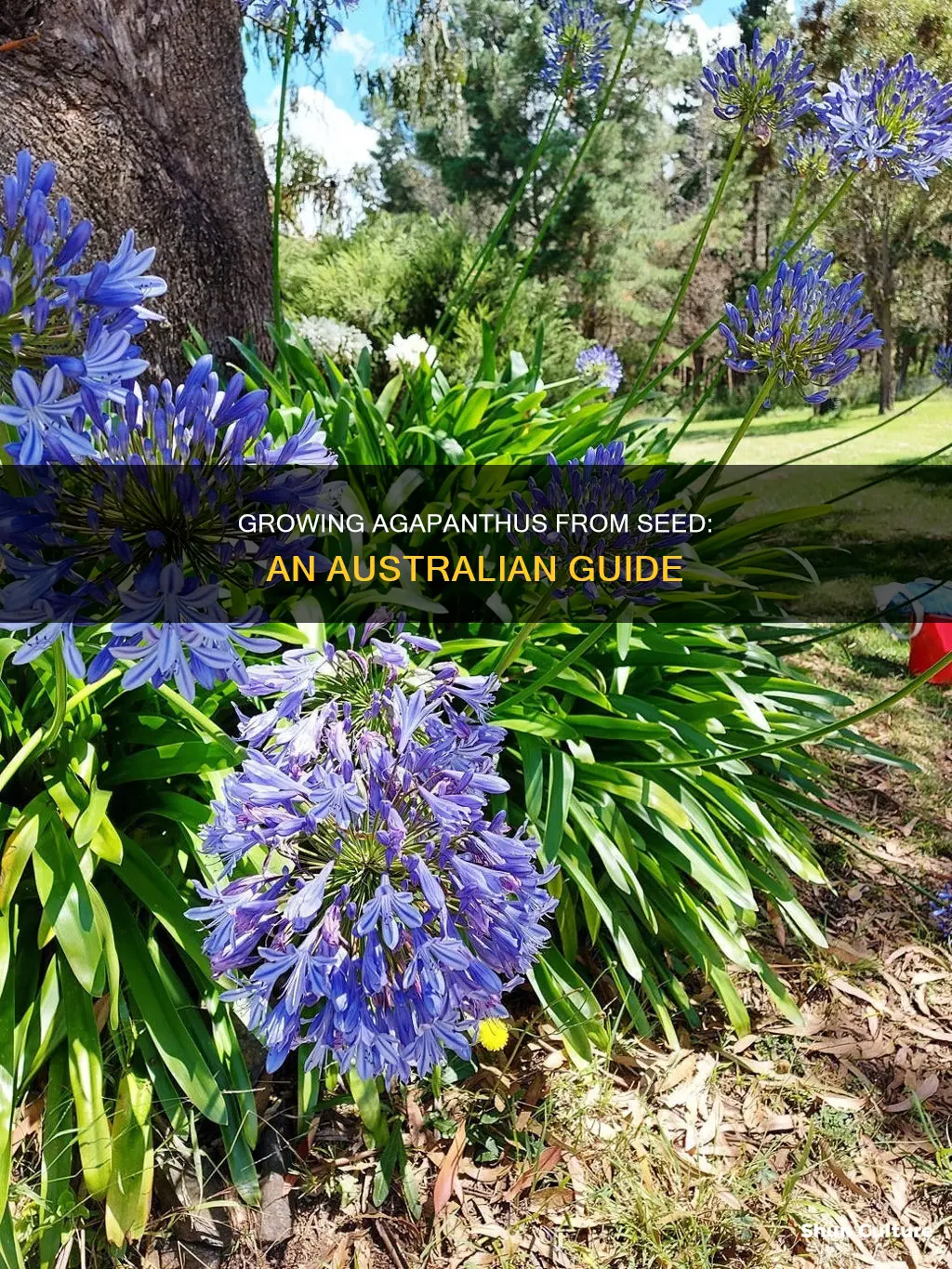 how to grow agapanthus from seed in australia