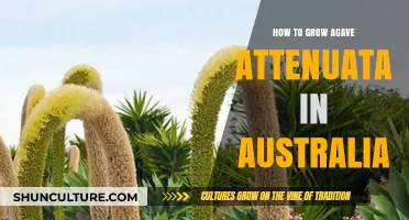 Growing Agave Attenuata in Australia: A Comprehensive Guide