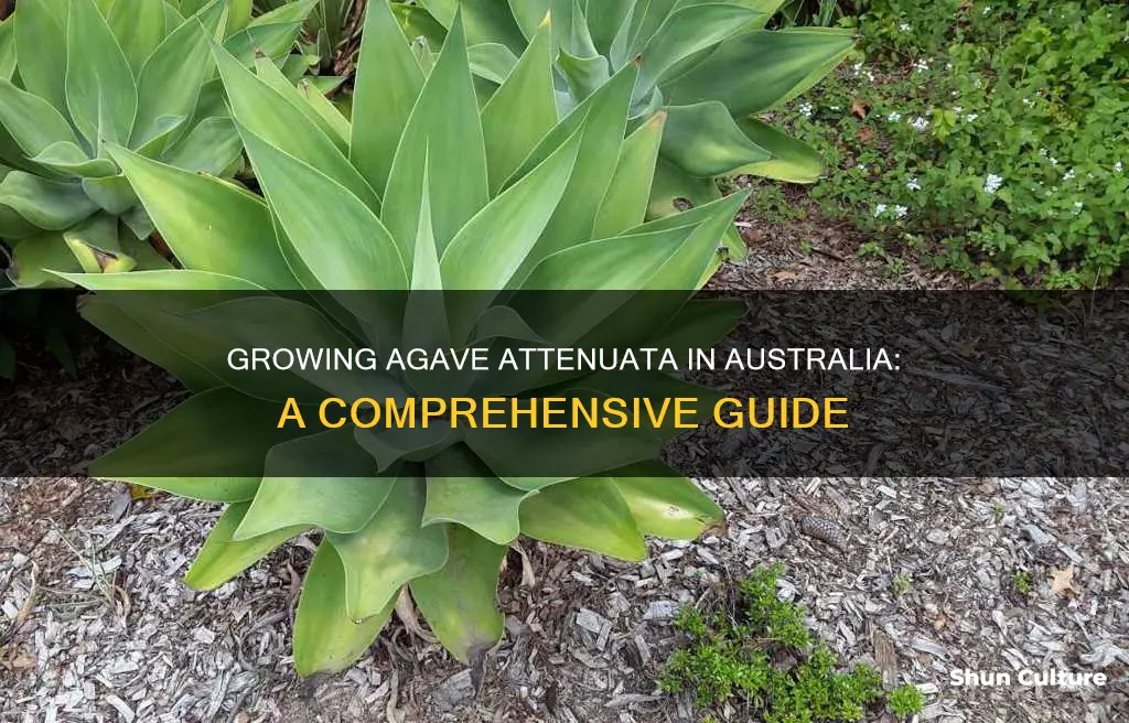 how to grow agave attenuata in australia