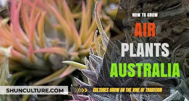 Air Plant Care: Australia-Specific Tips for Growth