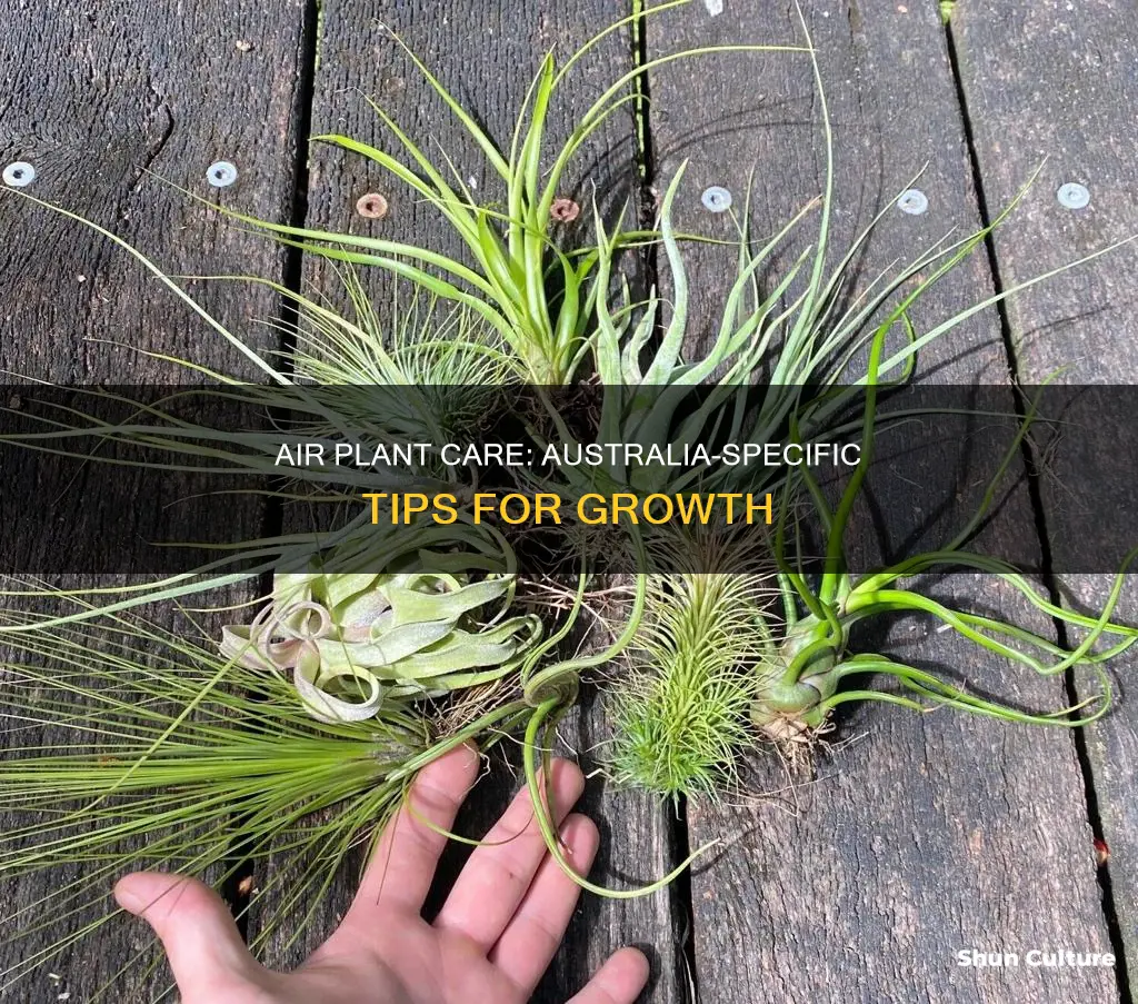 how to grow air plants australia