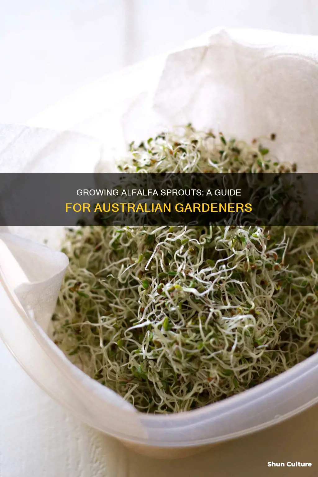 how to grow alfalfa sprouts australia