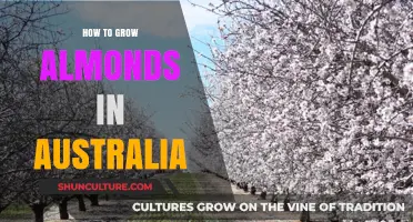 Growing Almonds in Australia: A Comprehensive Guide