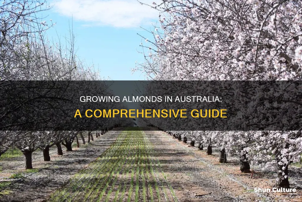 how to grow almonds in australia