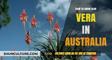 Growing Aloe Vera in Australia: A Comprehensive Guide