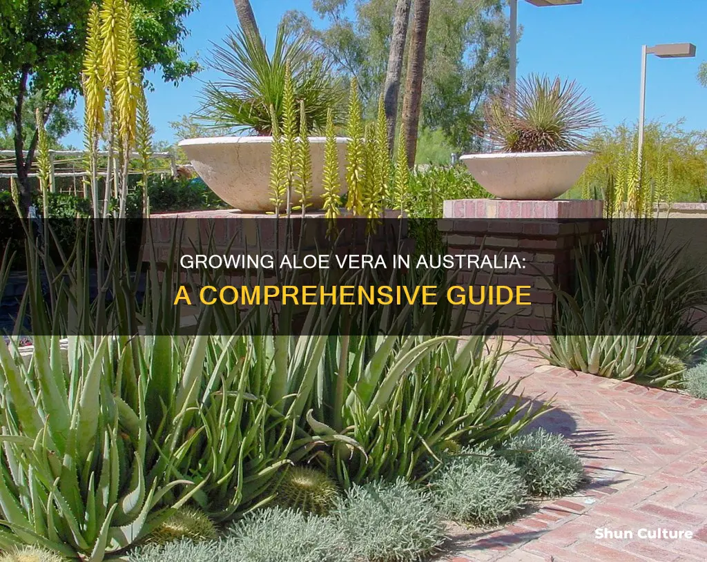 how to grow aloe vera in australia