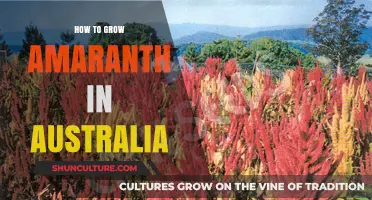 Growing Amaranth in Australia: A Comprehensive Guide