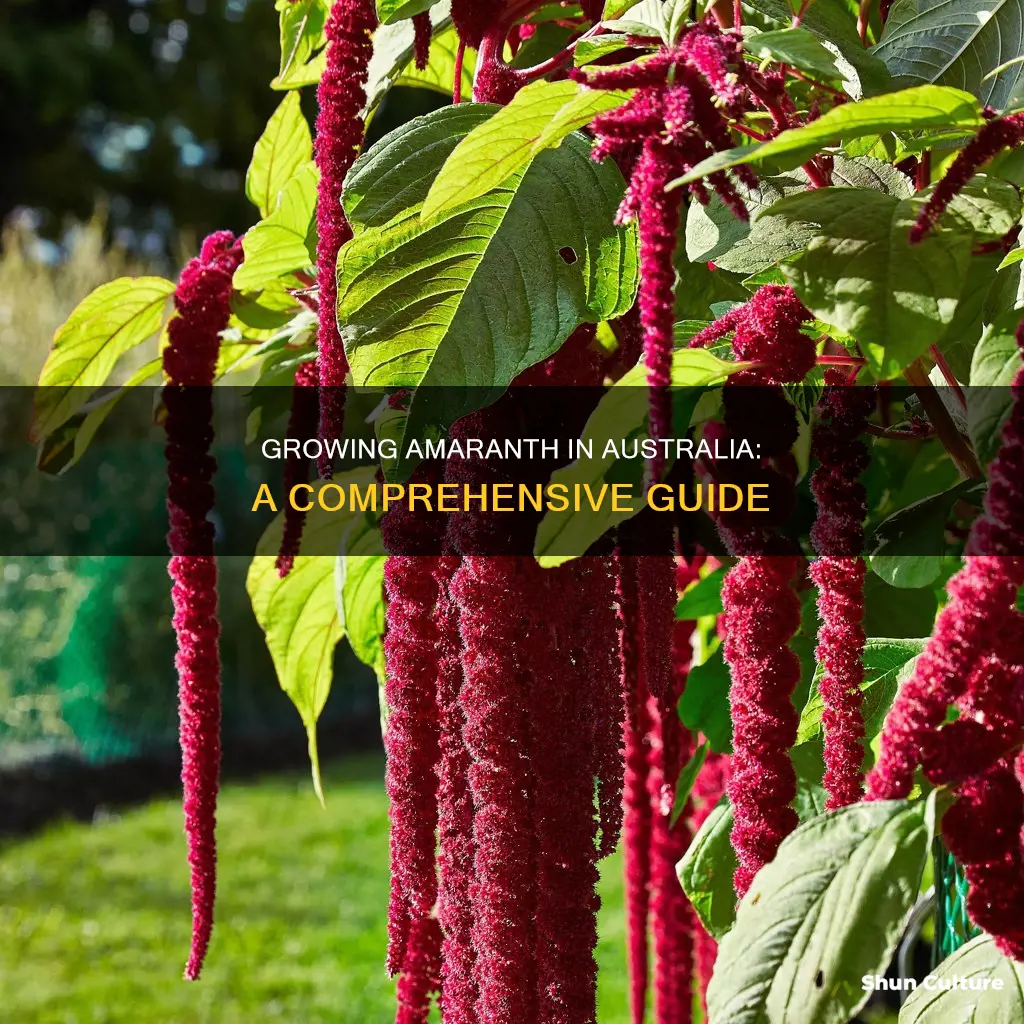 how to grow amaranth in australia