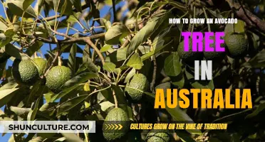 Grow Avocados in Australia: A Step-by-Step Guide