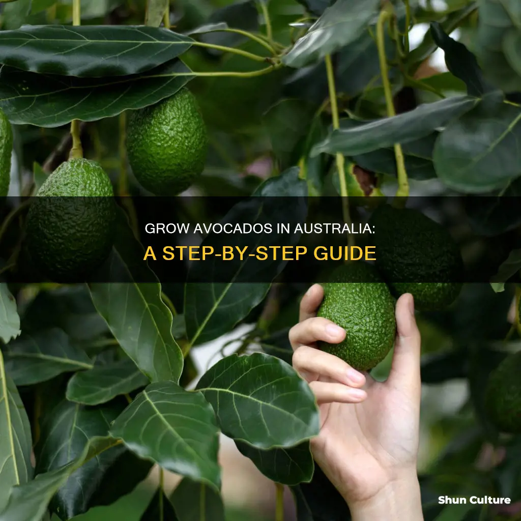 how to grow an avocado tree in australia