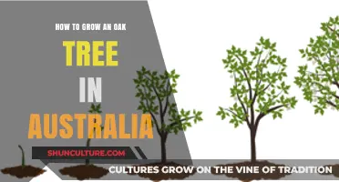 Growing Oak Trees: An Australian Guide