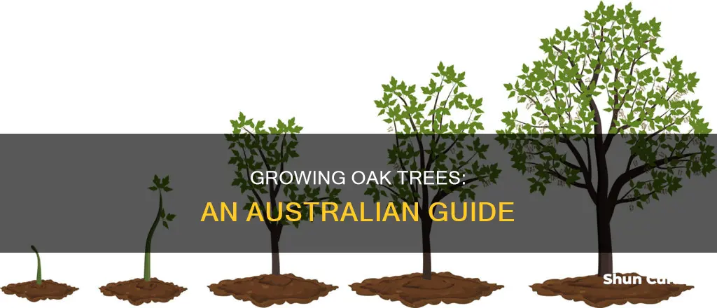how to grow an oak tree in australia