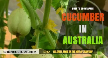 Growing Apple Cucumbers in Australia: A Step-by-Step Guide