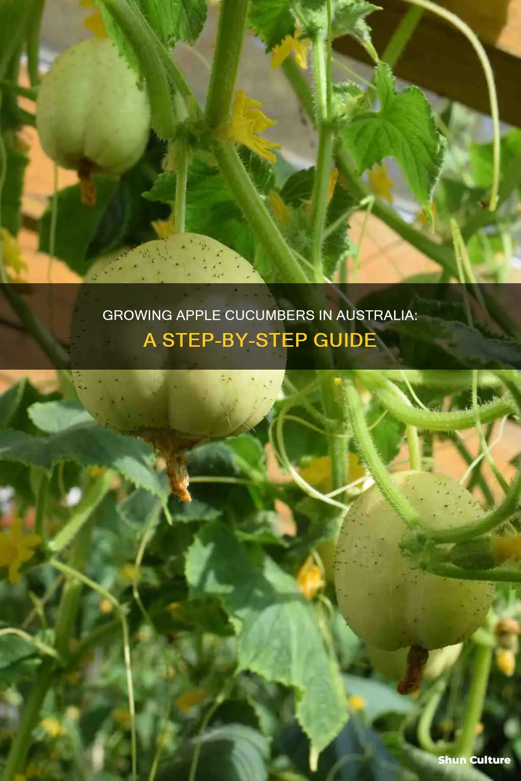 how to grow apple cucumbers in australia
