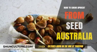 Growing Apricots from Seeds: An Australian Guide