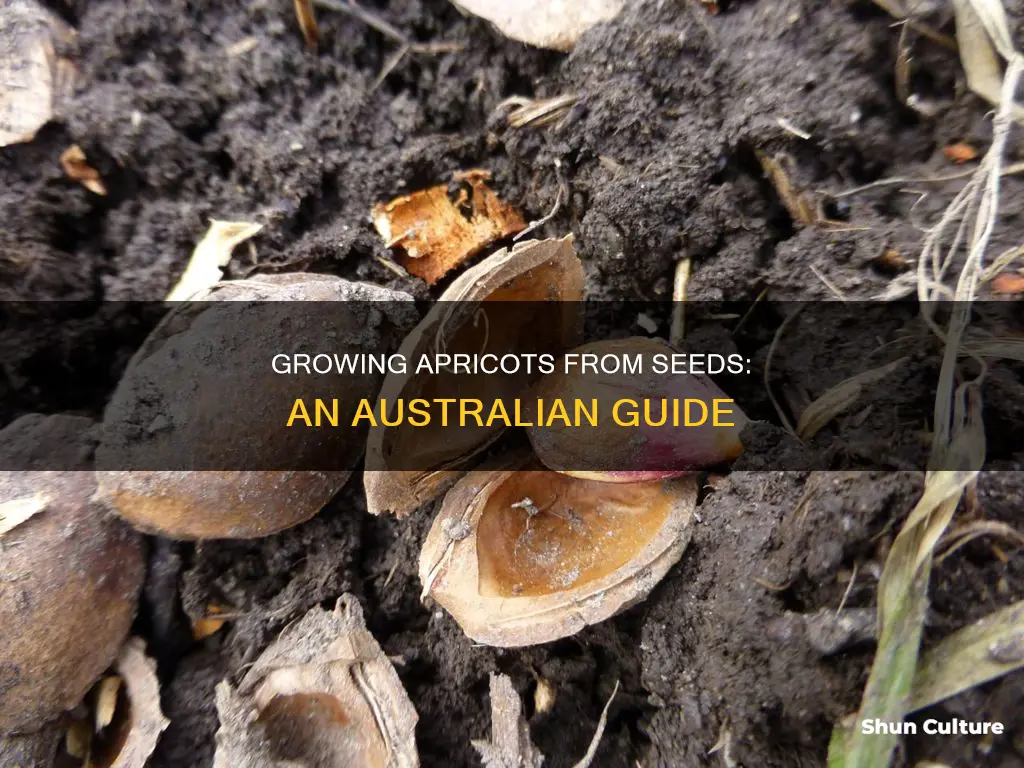 how to grow apricot from seed australia