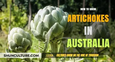 Growing Artichokes in Australia: A Beginner's Guide