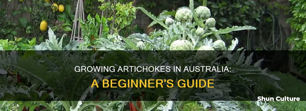 how to grow artichokes in australia