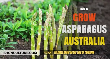 Growing Asparagus in Australia: A Comprehensive Guide
