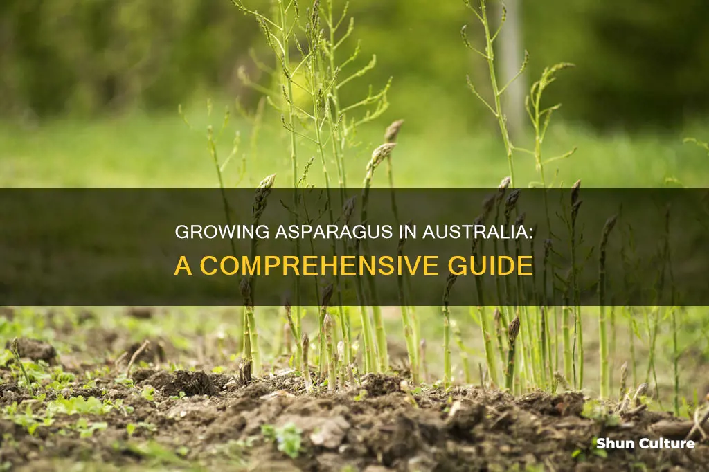 how to grow asparagus australia