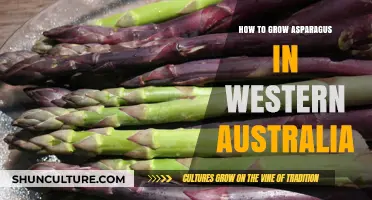 Asparagus Gardening in Western Australia: A Step-by-Step Guide