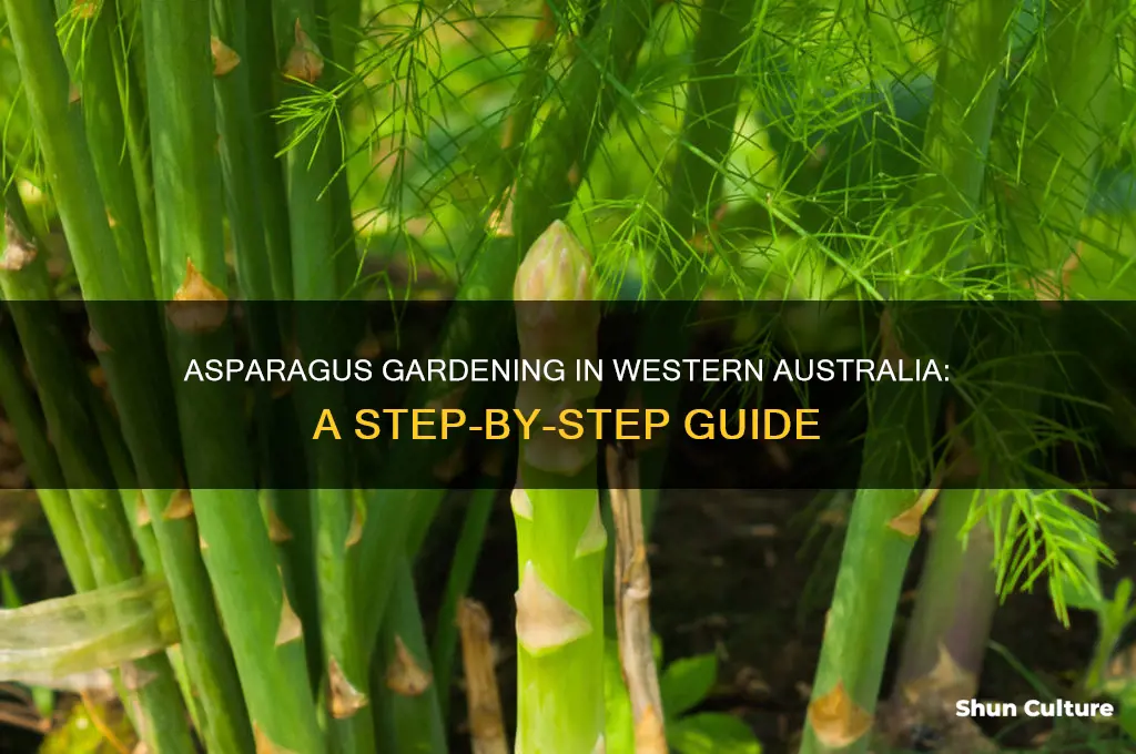 how to grow asparagus in western australia