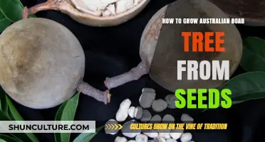 Grow Australian Boab Trees: A Seed's Journey