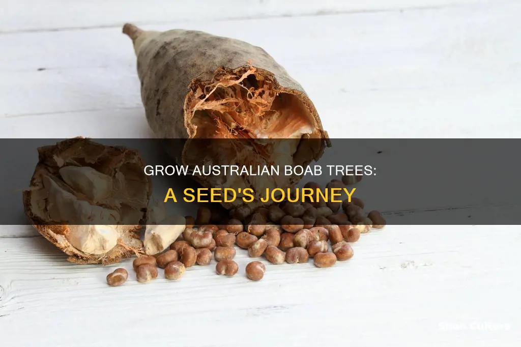 how to grow australian boab tree from seeds