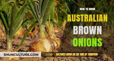 Growing Australian Brown Onions: A Step-by-Step Guide