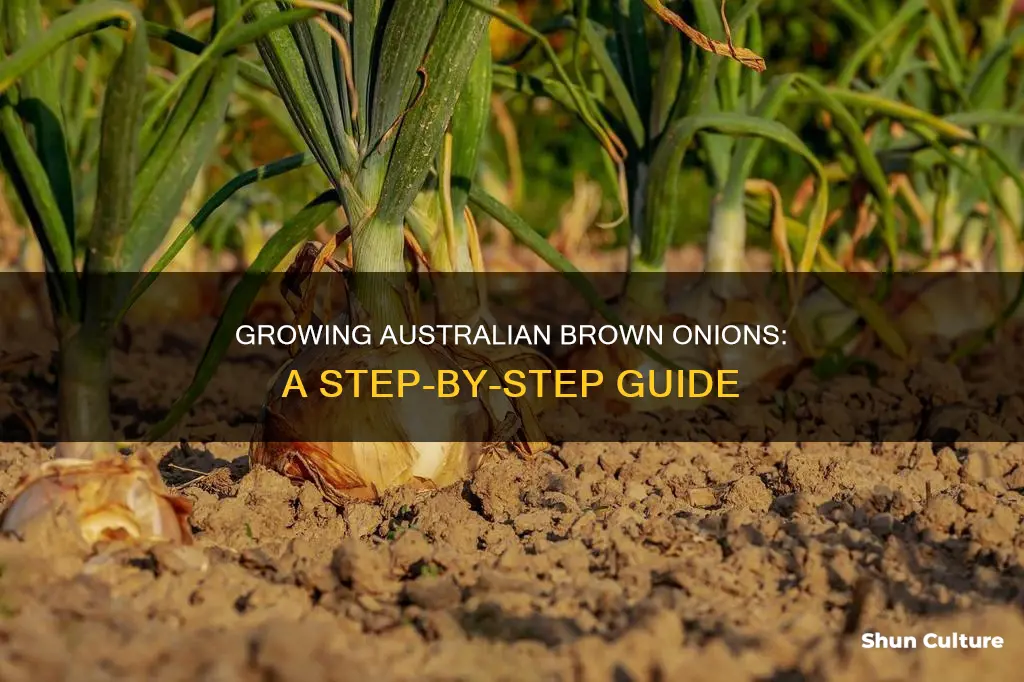 how to grow australian brown onions