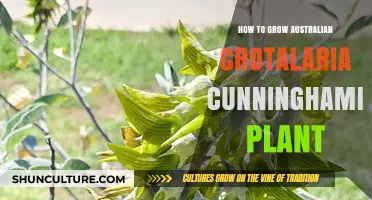 Grow Crotalaria cunninghamii: A Step-by-Step Guide