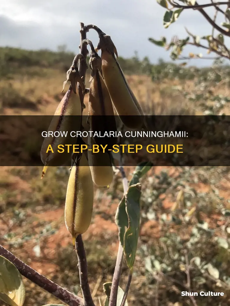 how to grow australian crotalaria cunninghamii plant