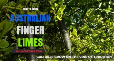 Cultivating Australian Finger Limes: A Step-by-Step Guide