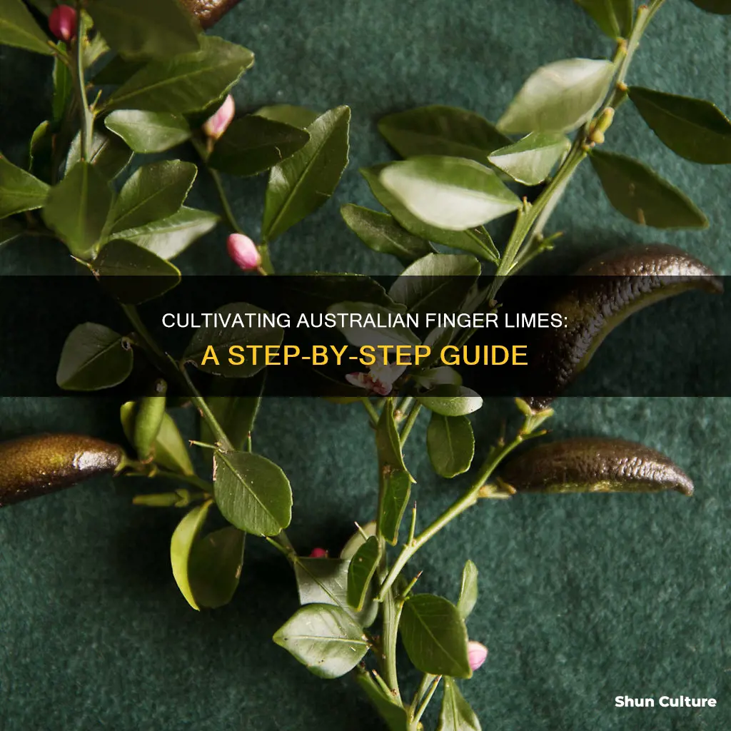 how to grow australian finger limes
