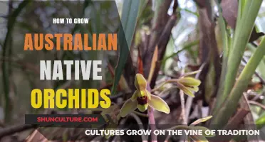 Growing Australian Native Orchids: A Comprehensive Guide